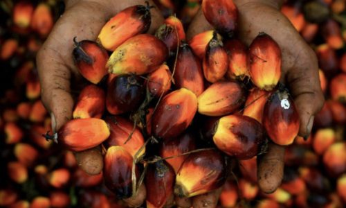 Banga Soup- Palm Fruit – Main Ingredient Banga Soup- Palm Fruit - Main Ingredient
